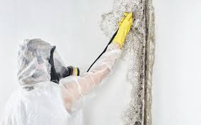 Best Environmental Consulting for Mold Prevention  in Port Reading, NJ